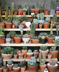 Las suculentas y los cactus necesitan cada vez recipientes más grandes. Faciles De Mantener Suculentas Jardineria Y Plantas Jardin De Cactus