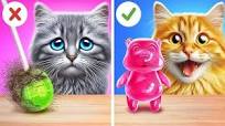 Sauvez ce super mignon chaton! Comment construire la maison secrète pour  votre animal de compagnie