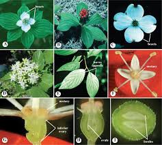 Image result for Cornaceae