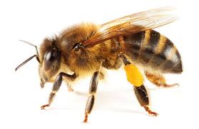 They rarely present problems as pests, however, feral swarms can set up home in undesirable places such as chimneys and wall cavities. Bees Nests Removal And Treatment By Professionals