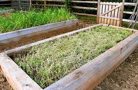 Understanding Cover Crops The Basics And Beyond Joe Gardener