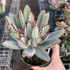 Image result for Kalanchoe