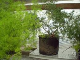 Image result for Asparagus macowanii