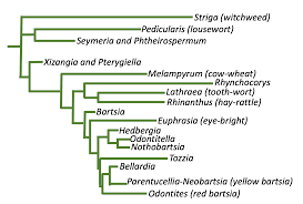Image result for Hedbergia