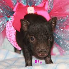 We did not find results for: Teacup Pigs For Sale Home Facebook