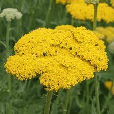 Achillea Filipendulina Gold Yarrow Wildflower Seed