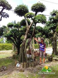 Video berikut ini membahas tentang 7 pohon yang cocok untuk dijadikan bonsai mame dan small. Jual Pohon Bonsai Beringin Korea Harga Termurah Terpercaya