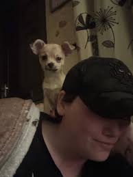 Why does my chihuahua sit