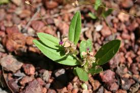 Image result for Polygala arenaria