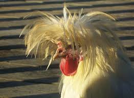 Maybe you would like to learn more about one of these? Do The Funky Chicken 9 Weird Breeds Of Chicken Featured Creature