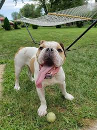 Get directions, reviews and information for park ridge firefighter pension in park ridge, il. Petfinder English Bulldog The Y Guide