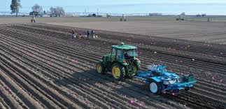 Potatoes at WSU | Washington State University