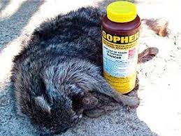 Pepsi or coke will kill racoons if the liquid is laced with commercial fly bait. Raccoon Poison And Methods Of Killing
