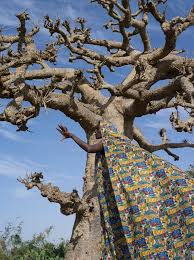 Image result for Mayaca baumii