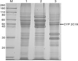 Our most focus industries consist of pvc and polyolefin compounding, uv coating, adhesive & sealants, etc. Salt Induced Phase Separation Of Chaps And Potential Application For Hydrophobic Molecule Extraction Lian 2019 Journal Of Chemical Technology Amp Biotechnology Wiley Online Library