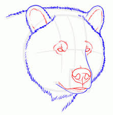 How To Draw Grizzly Bears Step By Step Forest Animals Animals Free Online Drawing Tutorial Added By Makan Bear Drawing Bear Paintings Grizzly Bear Drawing