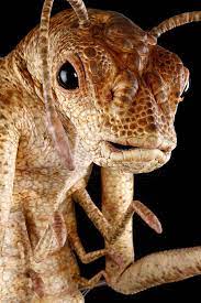 The following morning, dahl was visited by a man in a black suit. Men In Black Ii 2002 Oversized Worm Guy Animatronic Insert Puppet Price Estimate 8000 10000 Alien Creatures Creature Design Alien Art