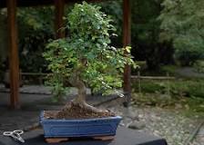 Care guide for the Chinese elm Bonsai (Ulmus) - Bonsai Empire