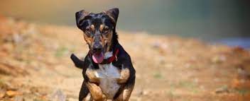 Why Dogs Wag Their Tails