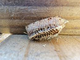 救命！这是什么虫子的窝啊？ : r/Entomology