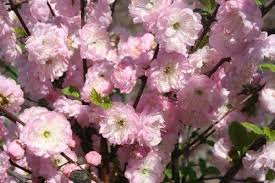 Image result for mandloň trojlaločná