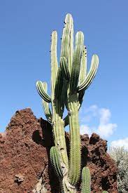 How to make prickly pear jelly the right way. Pachycereus Pecten Aboriginum Wikipedia