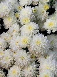 Mum Odysseus Bluestone Perennials Flowers Perennials Perennials Perennial Plants