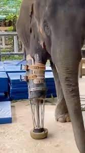 Theo dõi @WhyOnThailand để biết thêm! Đây là câu chuyện của @jungle_doctor về Mosha, một chú voi cụt chân tại bệnh viện voi đầu tiên trên thế giới, Hội Những người bạn của Quỹ Voi Châu Á tại Thái Lan.⁣ 🐘🇹🇭 “Mosha đã