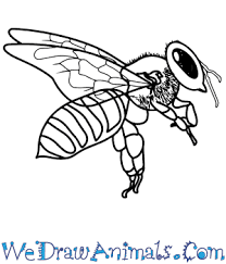 As if the first bee i uploaded wasn't easy enough i had to go and submit another drawing on the very same subject but this time make a tutorial on . How To Draw A Realistic Bee