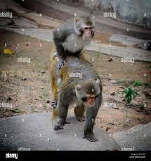 two animal monkey mating sex love Stock Photo - Alamy