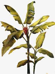 Banana Leaves Banana Clipart Tropical Plants Png Transparent Clipart Image And Psd File For Free Download Botanical Illustration Vintage Plant Illustration Tree Plan Photoshop