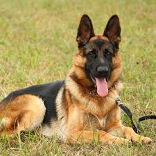 Image result for german shepherd dog