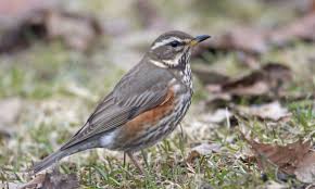de koperwiek is een lijster met koperrode oksels die in vlucht opvallend zijn het zijn karakteristieke broedvo huisdier vogel prachtige vogels vogels kijken
