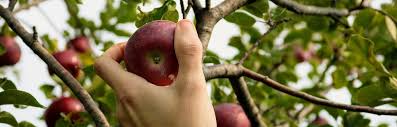 Even this tree will take at least a couple more years to grow before it will start bearing fruit. Best Fruit Trees For Seattle Insteading