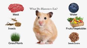 This helps prevent wet tail. What Do Hamsters Eat Feeding Nature