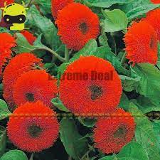 Cheap Flower Seeds Buy Quality Ornamental Flowers Directly From China Sunflower Flower Suppliers Thail Import F Flower Seeds Sunflower Flower Giant Sunflower
