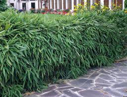 Sinuate Bamboo Qiuganzhu Bamboo Hedge Bamboo Landscape Dwarf Bamboo