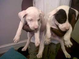 Spielsachen und mehr zum draußen spielen! Pitbull Puppy For Sale Pennsylvania