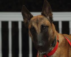 Click here to view dogs in oregon for adoption. Belgian Malinois Rescue Adoption Belgian Malinois Malinois Belgian