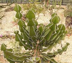 Image result for Euphorbia cooperi