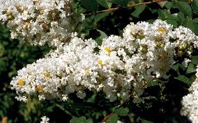 Crape myrtle is gentle little tree with very beautiful flowers. Acoma Crapemyrtle Lagerstroemia Indica X Fauriei Acoma