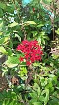 Image result for Pentas bussei