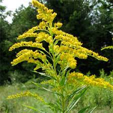 Goldenrod Green Hope Farm Flower Essences
