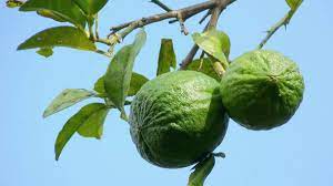 Kynoch fertilizer will advise you on the best fertilizers for your specific crop. How To Grow A Key Lime Tree Indoors Or Outdoors Dengarden