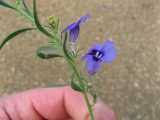 Image result for Aptosimum lugardiae