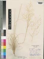 Image result for Stipagrostis hirtigluma