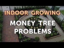For both types of pests, insecticidal soap with warm water can help eliminate the invaders. Money Tree Problems Youtube