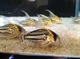 Photo By Eugene Khoo Aquarium Fish Cool Fish Freshwater Fish