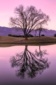 Free shipping on orders over $99 with arrive alive guarantee from the tree center. Willow Trees 1080p 2k 4k 5k Hd Wallpapers Free Download Wallpaper Flare