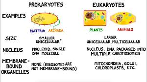 Prokaryotes Eukaryotes And Antibiotics Prokaryotes Kids Worksheets Printables First Grade Worksheets